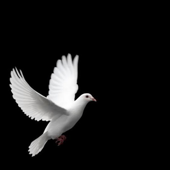 Meet your Posher, Dov - Picture 1 of 1